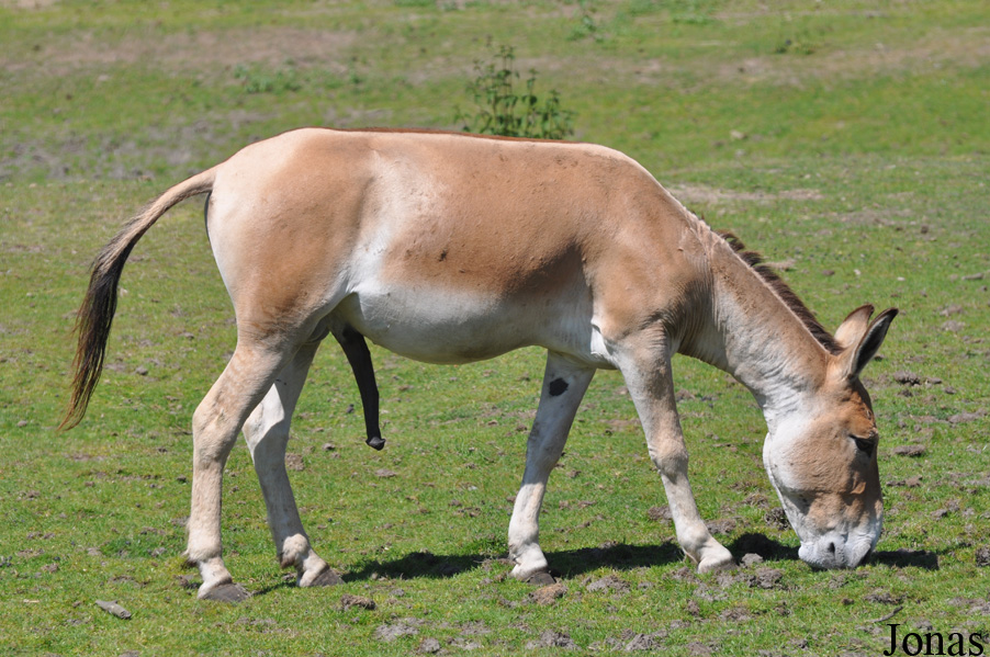 Equus hemionus onager