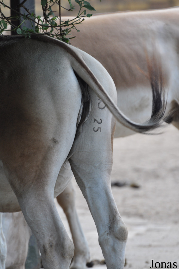 Equus hemionus onager