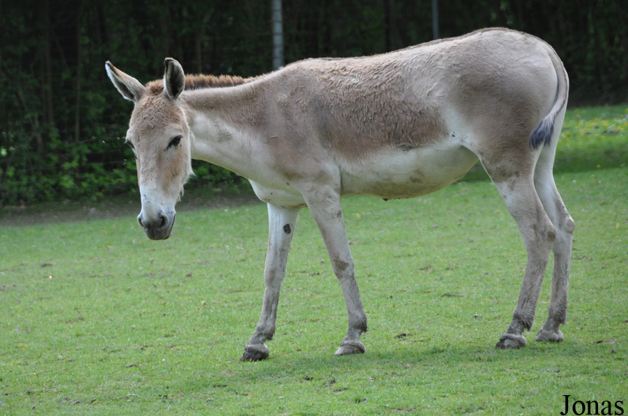 Equus hemionus onager