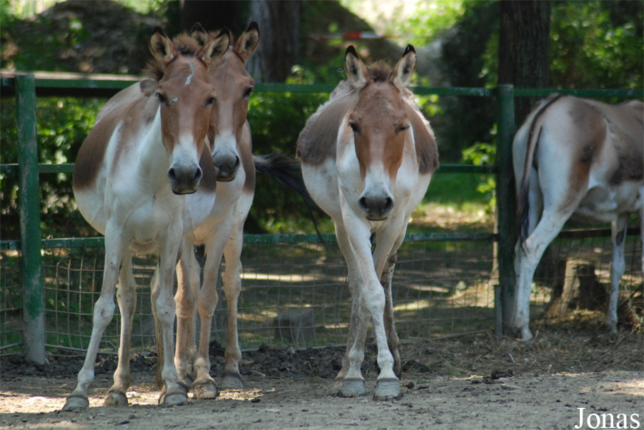Equus kiang