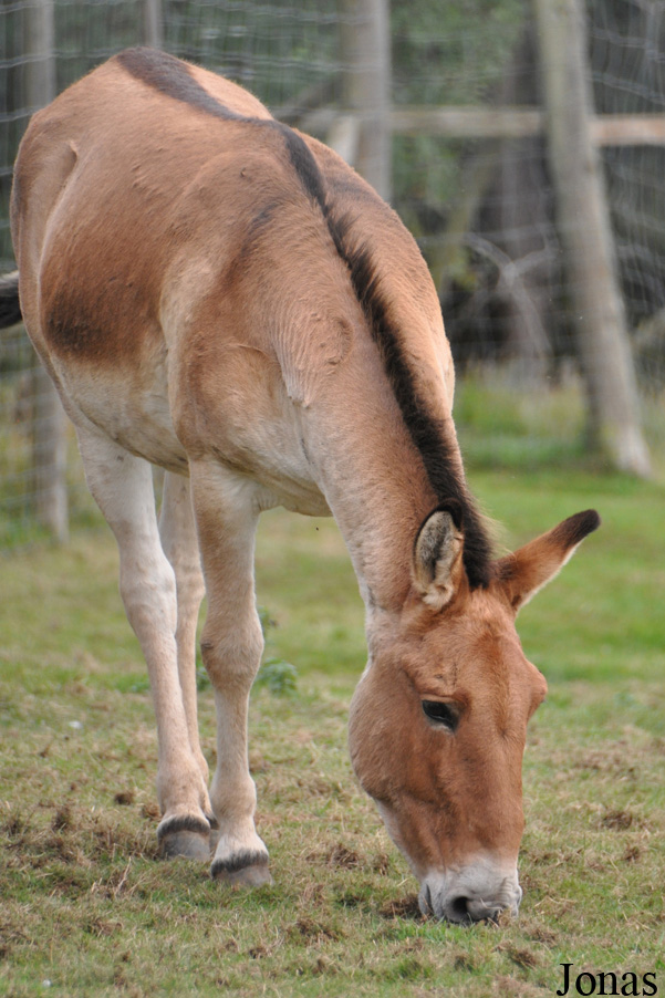 Equus kiang holdereri