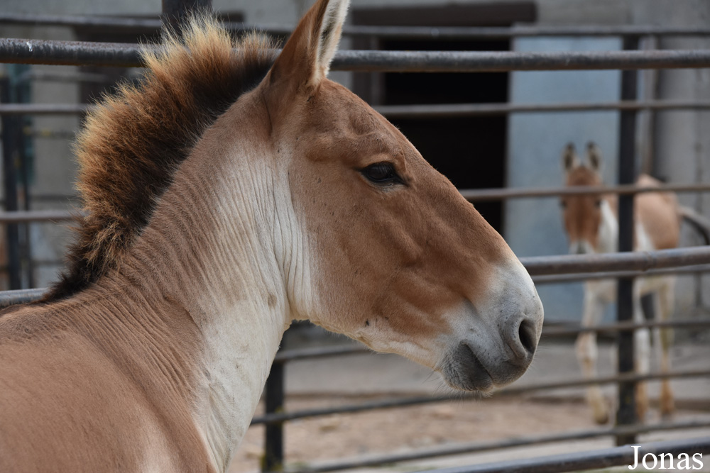 Equus kiang holdereri
