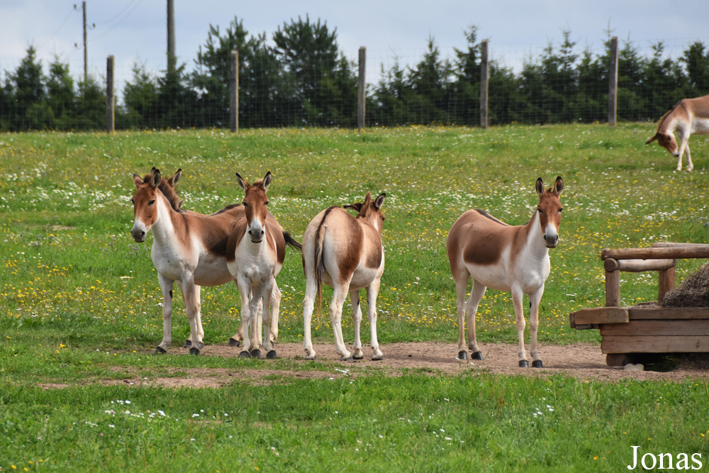 Equus kiang holdereri