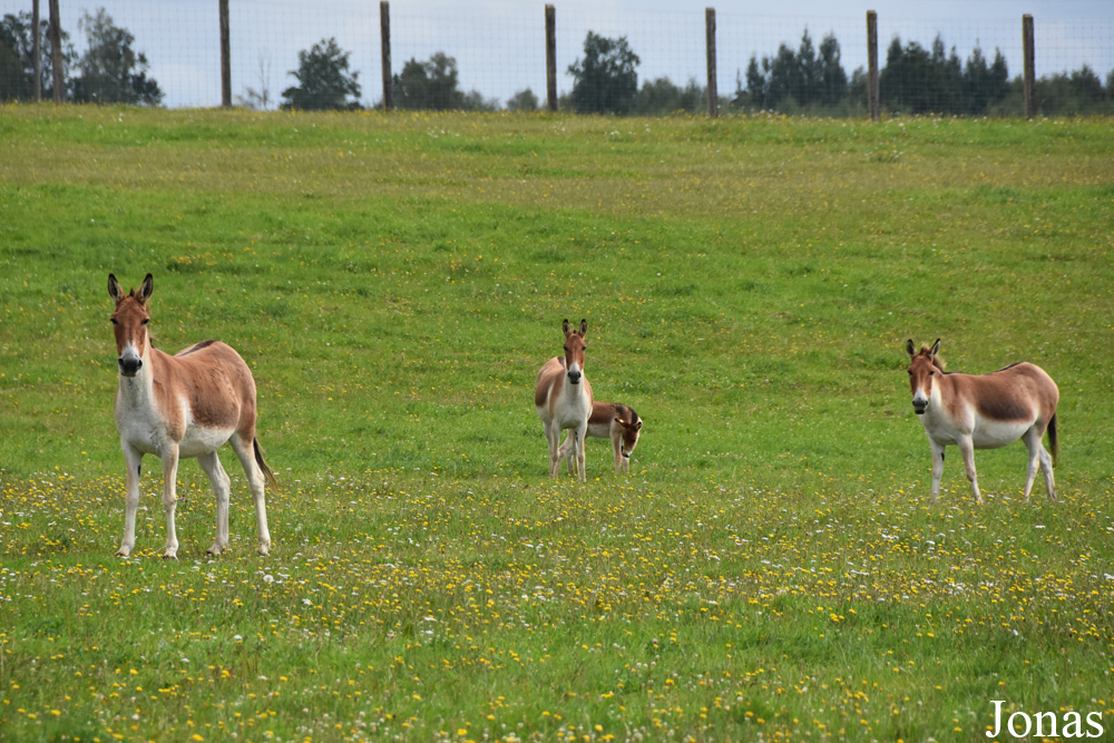 Equus kiang holdereri