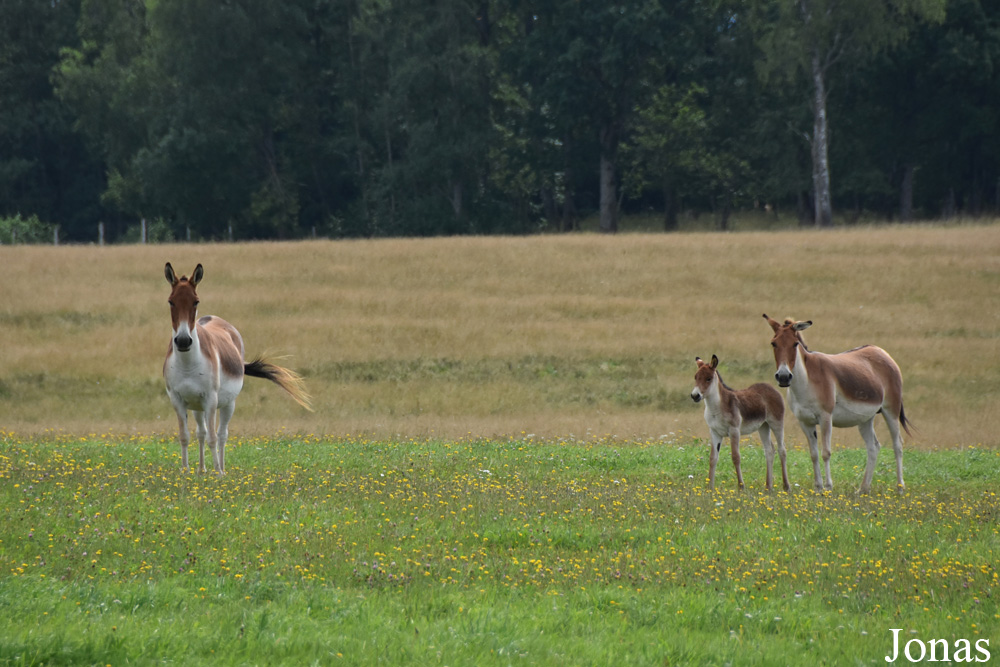 Equus kiang holdereri