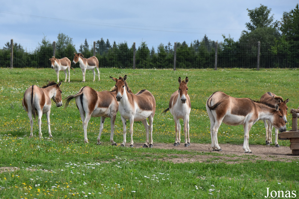 Equus kiang holdereri
