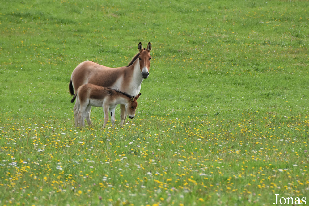 Equus kiang holdereri