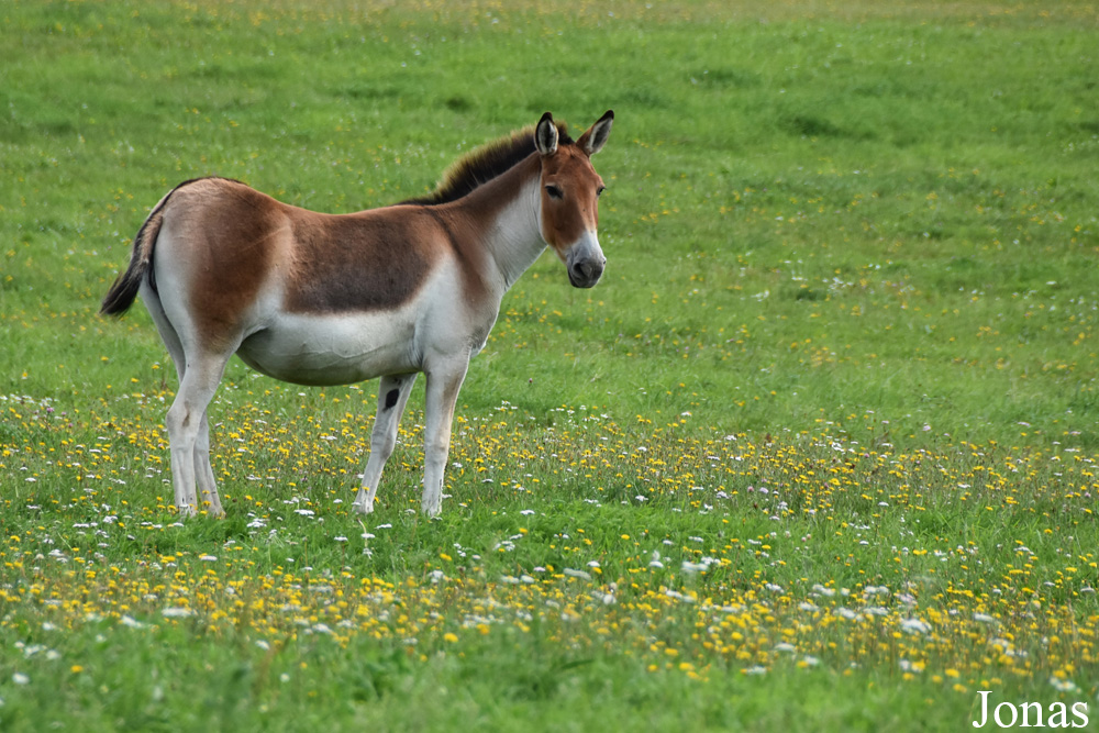 Equus kiang holdereri