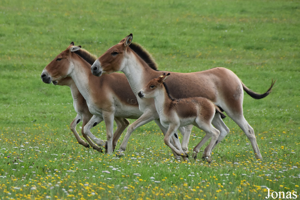 Equus kiang holdereri