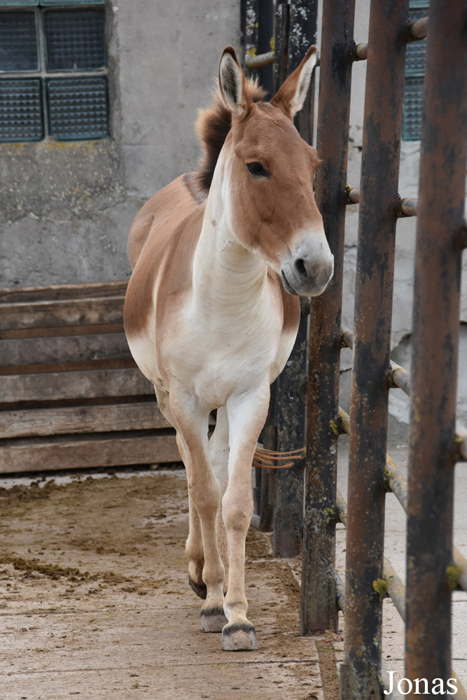 Equus kiang holdereri