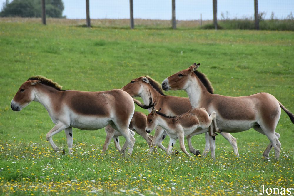 Equus kiang holdereri