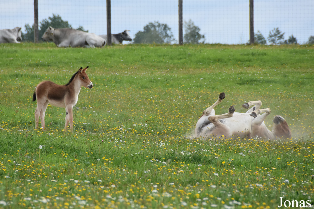 Equus kiang holdereri