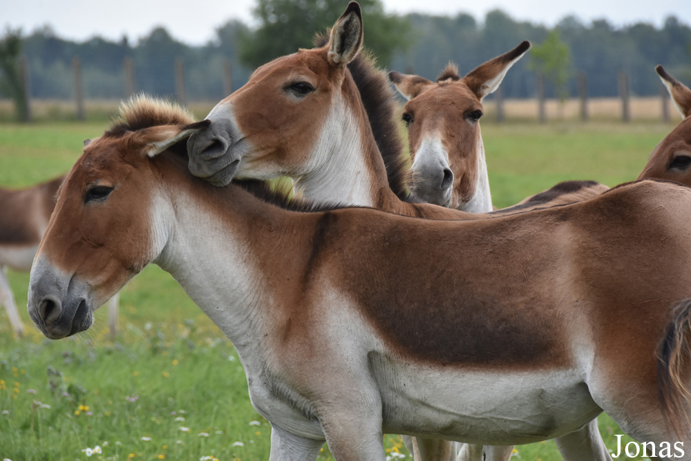 Equus kiang holdereri