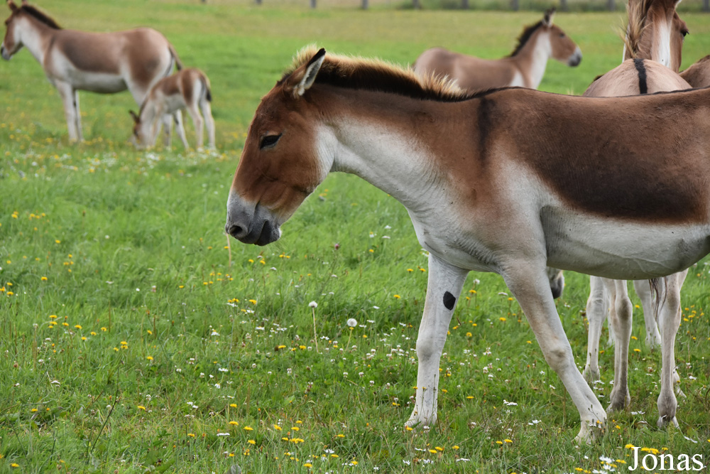 Equus kiang holdereri