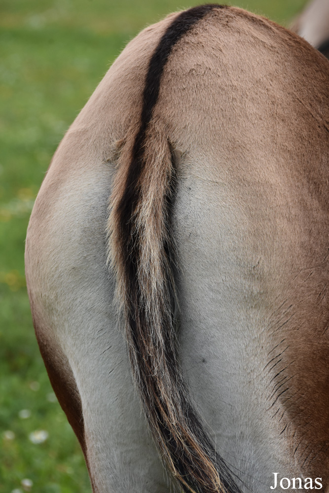 Equus kiang holdereri