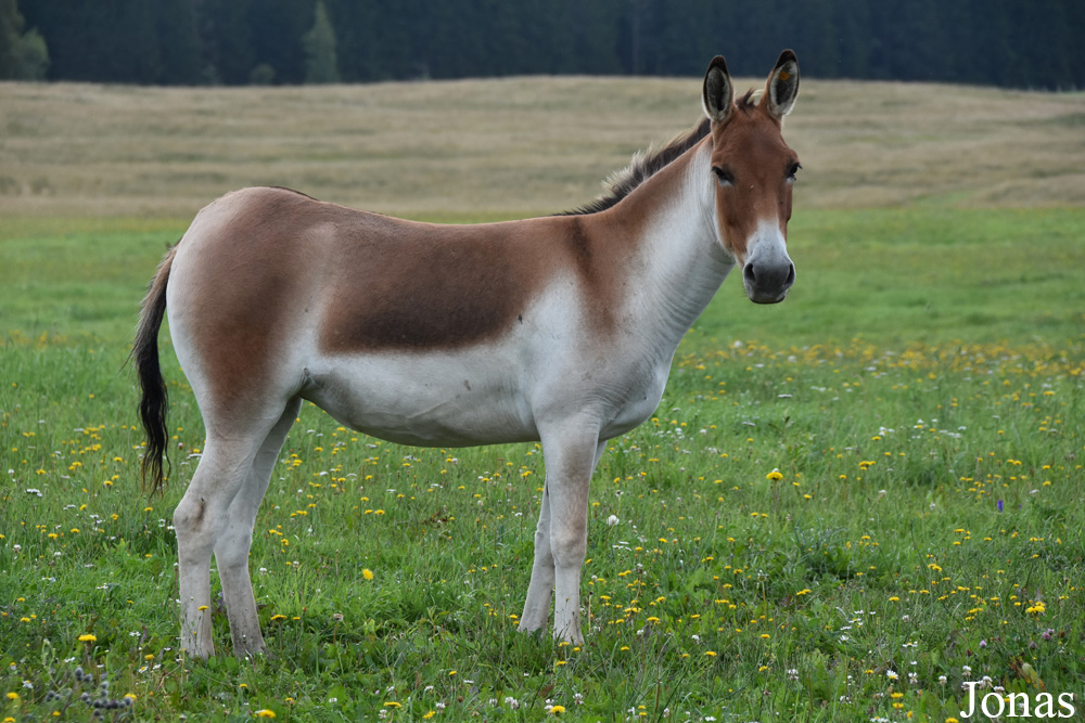 Equus kiang holdereri