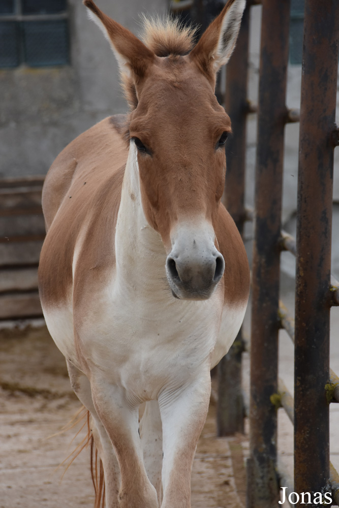 Equus kiang holdereri