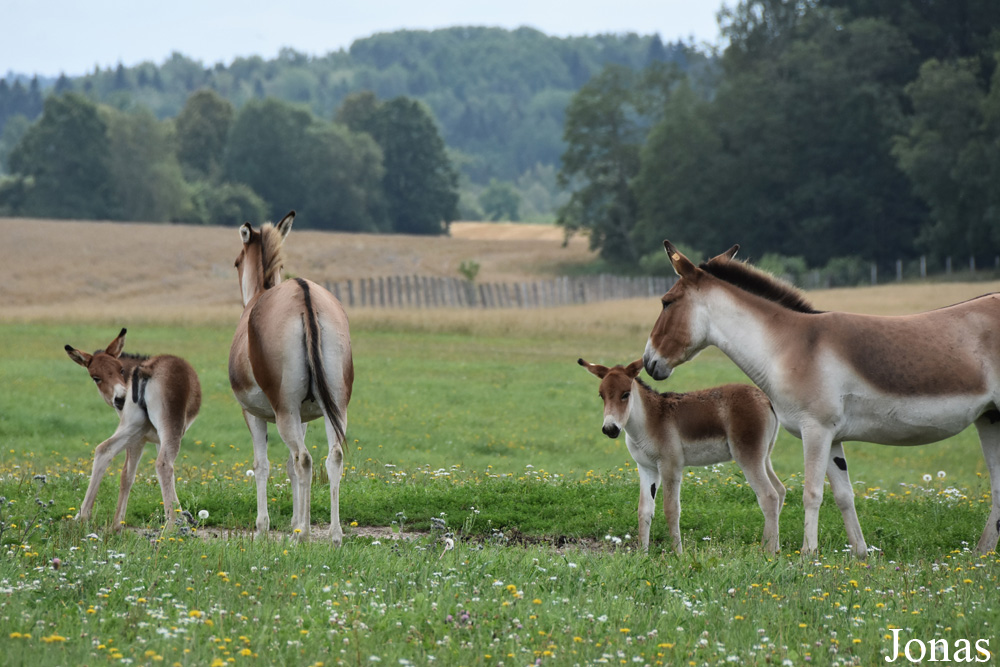 Equus kiang holdereri