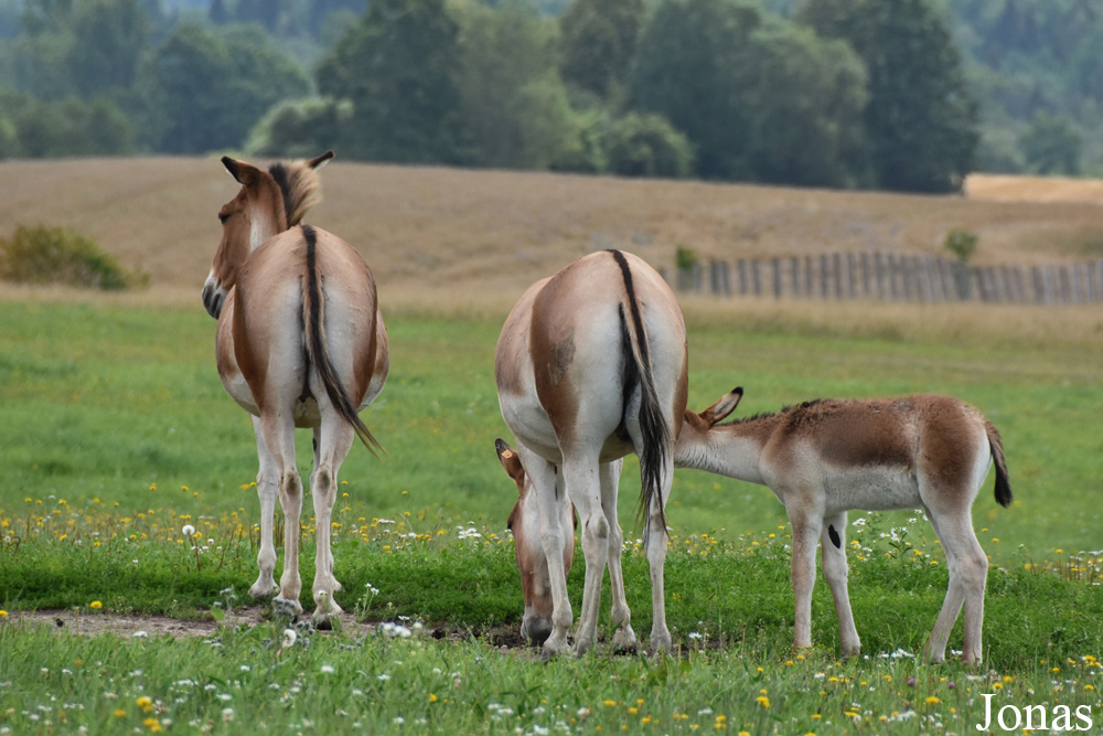 Equus kiang holdereri