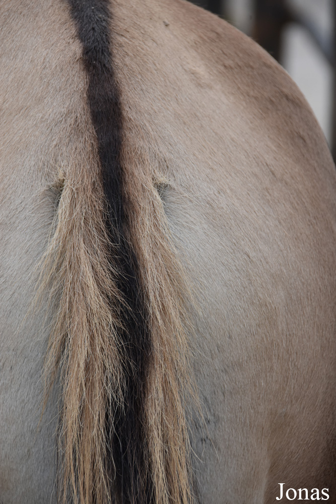 Equus kiang holdereri