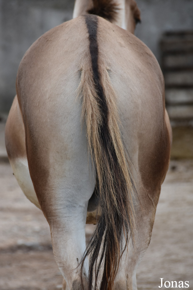 Equus kiang holdereri