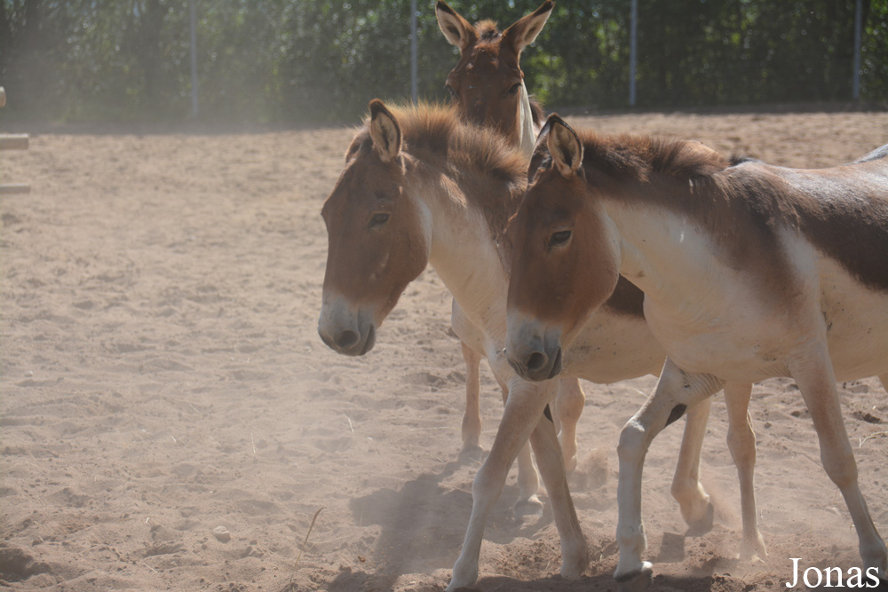 Equus kiang holdereri