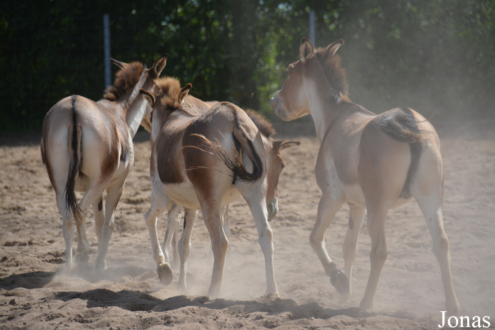 Equus kiang holdereri