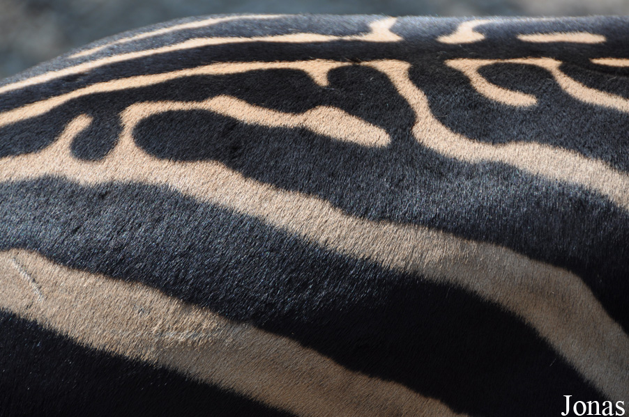 Equus quagga