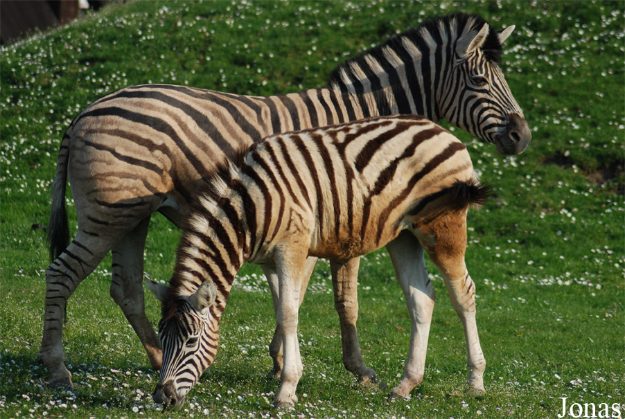Equus quagga antiquorum