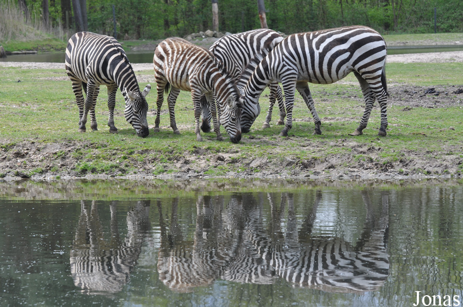 Equus quagga boehmi