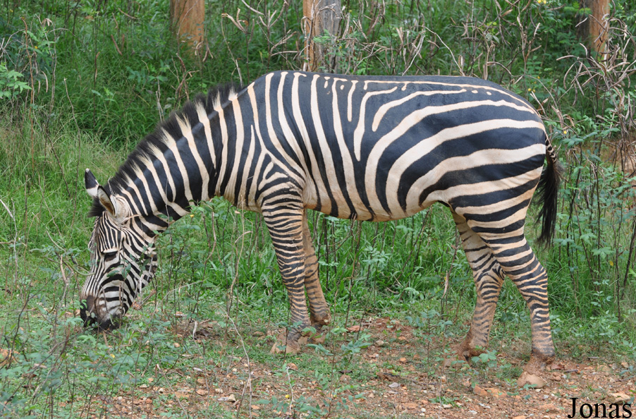 Equus quagga boehmi