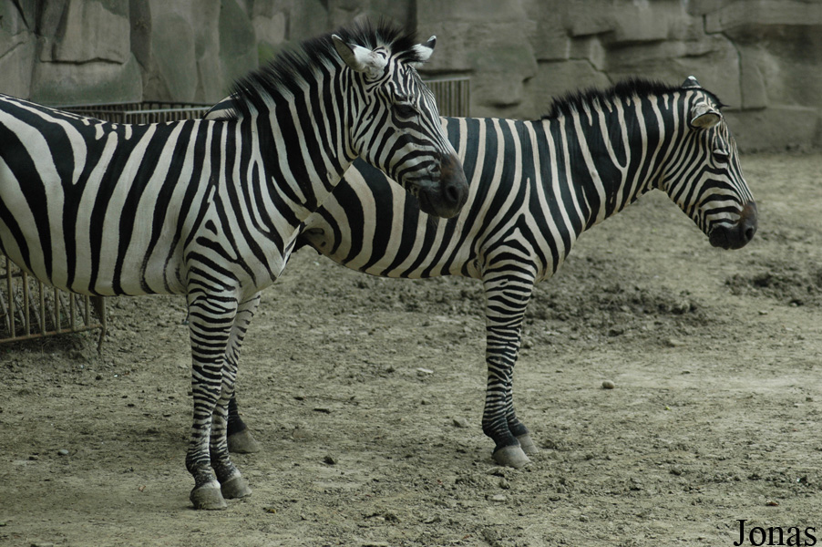 Equus quagga boehmi