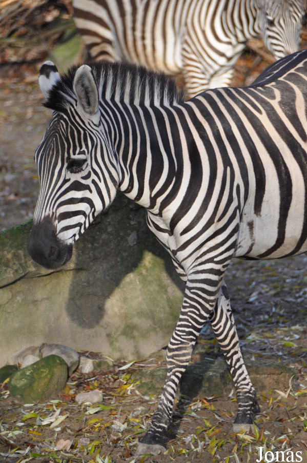 Equus quagga boehmi