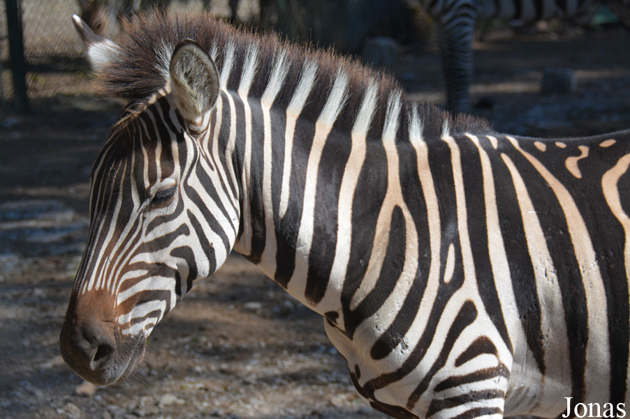 Equus quagga boehmi