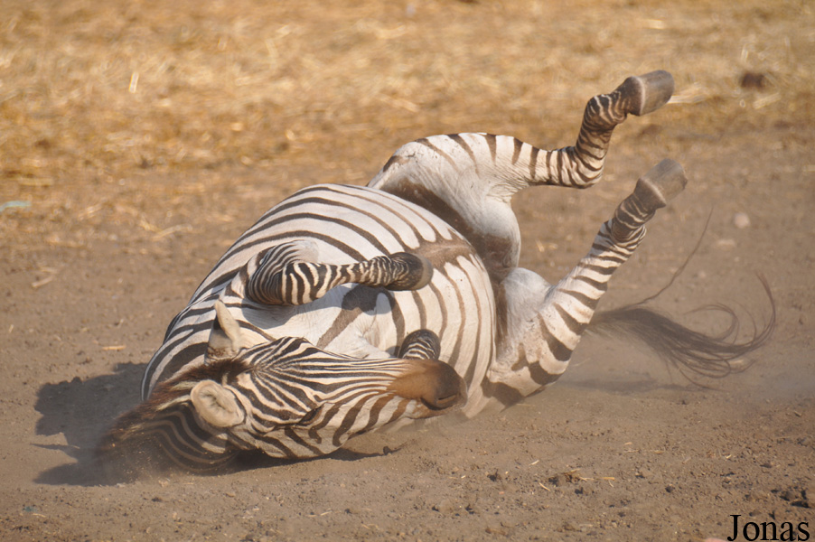 Equus quagga boehmi