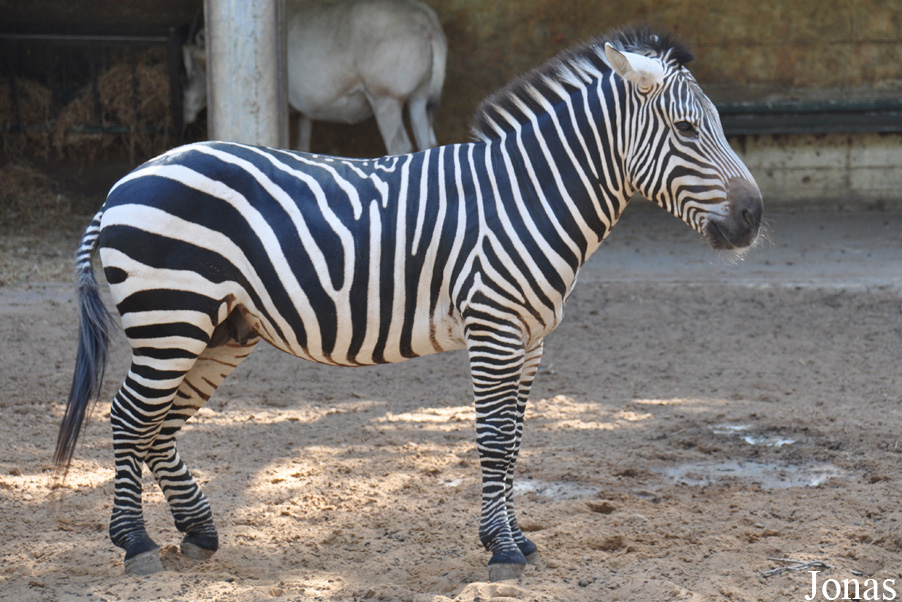 Equus quagga boehmi