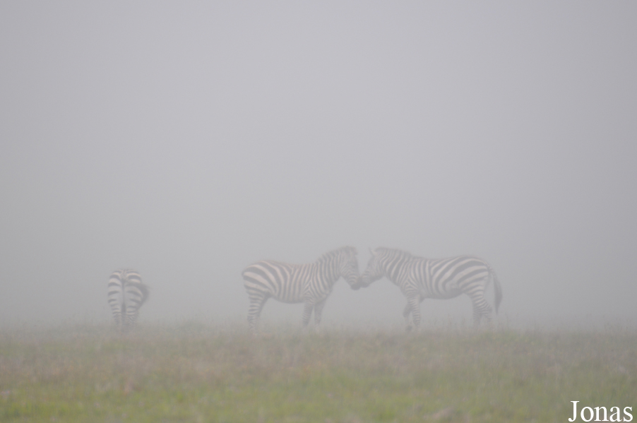 Equus quagga boehmi