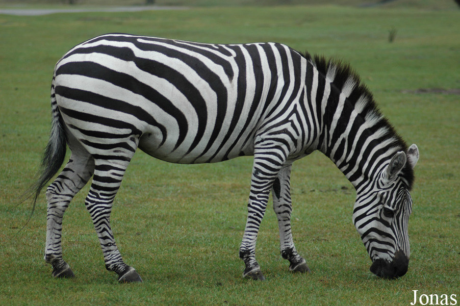Equus quagga boehmi