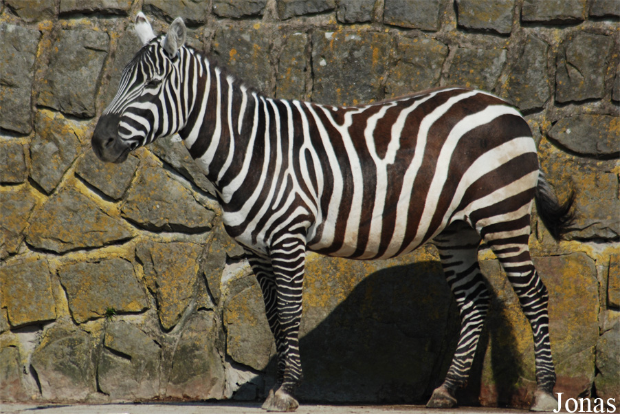 Equus quagga borensis