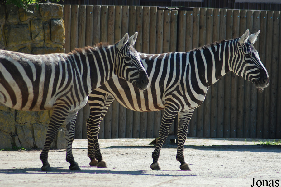 Equus quagga borensis