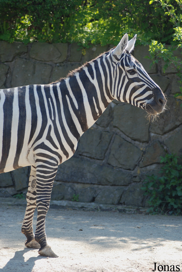 Equus quagga borensis