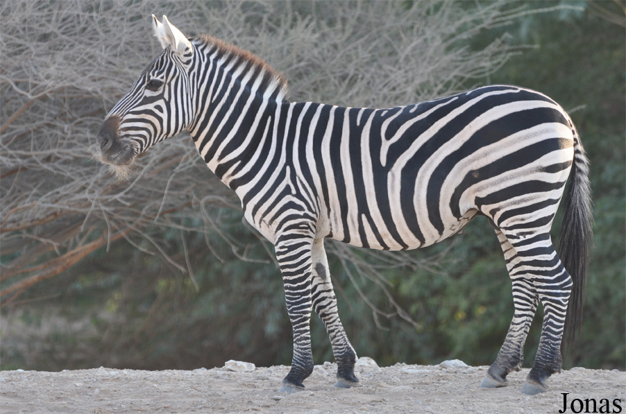 Equus quagga chapmani