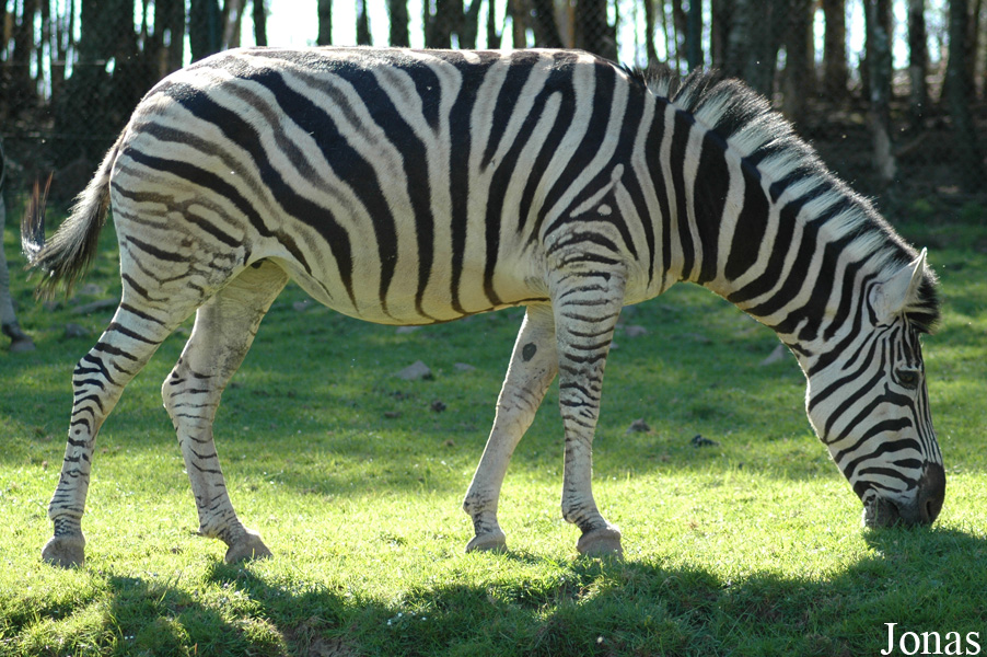 Equus quagga chapmani