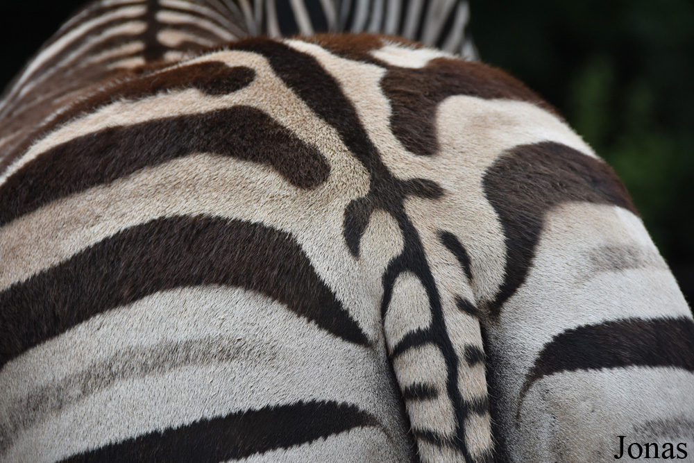 Equus quagga chapmani