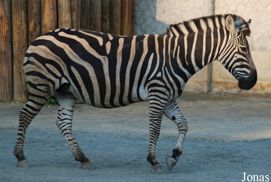 Equus quagga chapmani