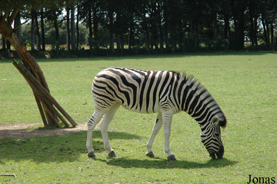 Equus quagga chapmani