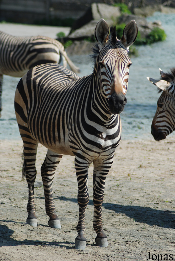 Equus zebra hartmannae