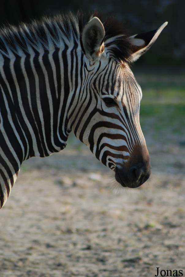 Equus zebra hartmannae