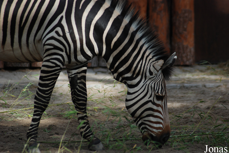 Equus zebra hartmannae