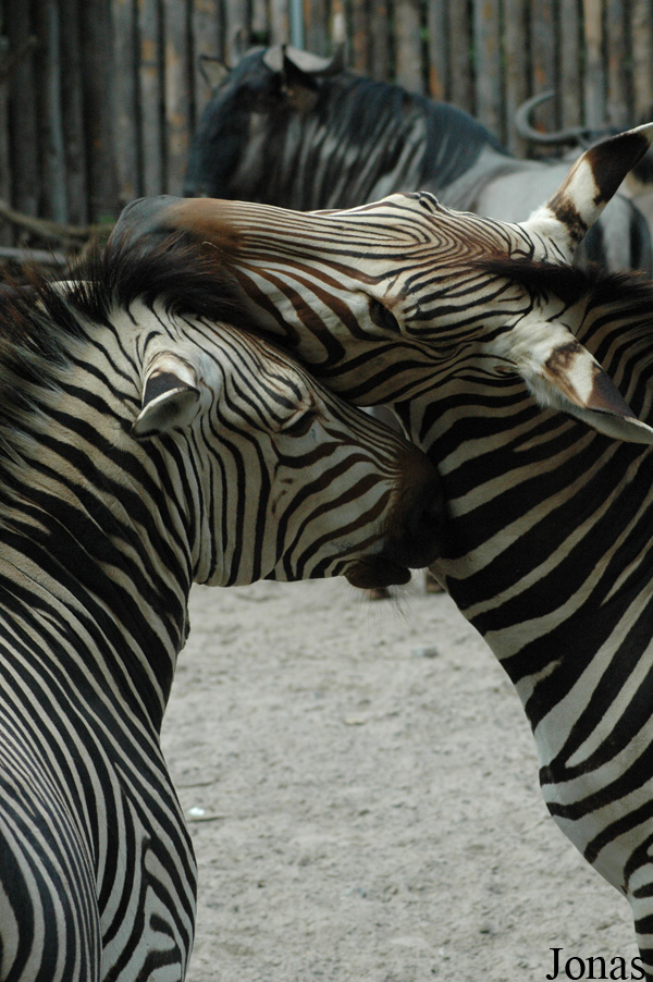 Equus zebra hartmannae